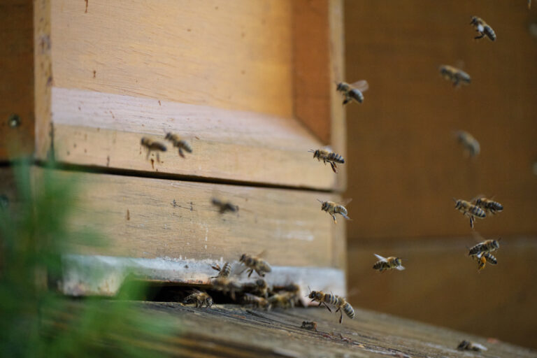 Honigernte 2025 – Vielfalt aus dem Bienenstock 🍯